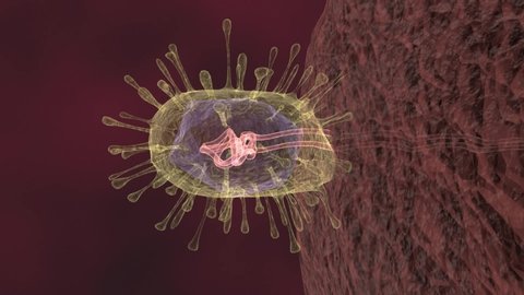 An animation of the COVID-19 Virus attacking a cell by injecting RNA, thus replicating.