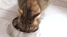 Tabby cat finishes eating, licks the metal bowl, and runs away