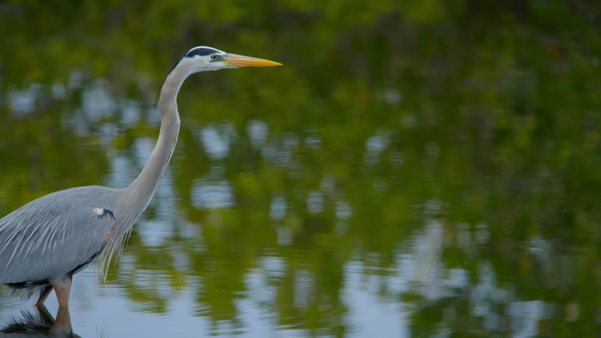 Blue Heron Close-up Image - Free Stock Photo - Public Domain Photo 