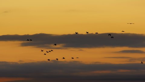 Flock of birds at sunset or sunrise flying in formation with nice clouds and sky in slow motion. Silhouette. Slow motion. Ibis.