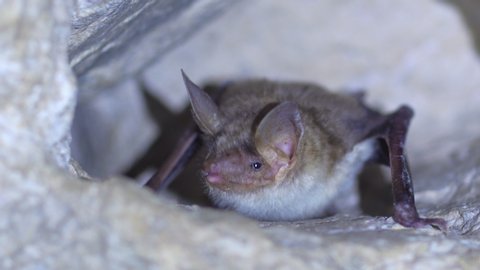 Close up strange animal Greater mouse-eared bat Myotis myotis hanging upside down in the hole of the cave and slowly yawning just after hibernation. Wildlife take.