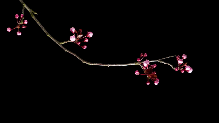 4K Time Lapse of blossoming branch with pink Cherry blossom flowers. Time-lapse spring tree branch with flowers and buds, isolated on black background. Stick tree branch springtime.