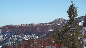 A tree in Bryce Canyon National Park moves in the wind with snow covered red cliffs behind