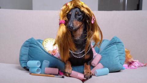 portrait cute dachshund dog, black and tan, in a funny red wig, hairpins, and a pink dress, lies on a sofa at home among female cosmetics and curlers, licks its lips