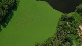 4K aerial footage of Algae blooms water green surface on the water pollution water nature and environmental with drift and flow at the edge of a lake in summer. Ecological disaster concept.