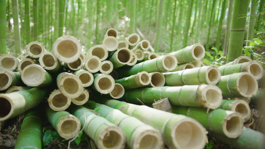Close up footage of cut organic bamboo poles ready to be processed into sustainable green products. Bamboo forest in background. Flare. Royalty-Free Stock Footage #1049055379