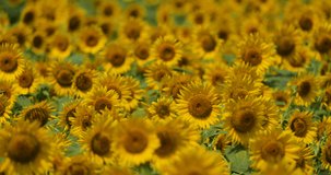 Video shooting of summer sunflower field.