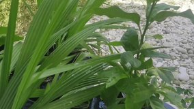 Fresh green plants on polybag clips