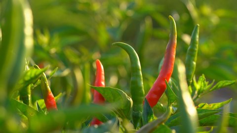 Chilli pepper garden concept, organic chillies vegetable planting in farm countryside, red and green fruit peppers on stem for havesting to cooking and sell in market, it to make chilli powder product