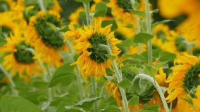 Beautiful field with blooming young sunflowers in summer. Heads rotated in one direction