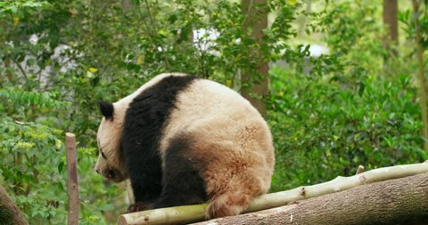 Close up of one lovely giant panda bear sitting relax in the woods 4k china giant panda bear footage