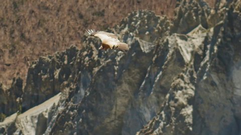 Himalayan griffon vulture soar over rocky mountain, huge bird track down a prey