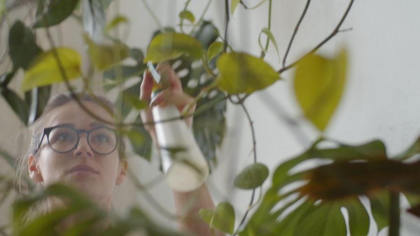 View through monstera leaves of young Caucasian woman in glasses spraying plants with water while taking care of her houseplant shop Royalty-Free Stock Footage #1049079505