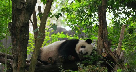 One giant pregnant panda bear sleeping in the woods yawning and turn around keep sleep 4k wild