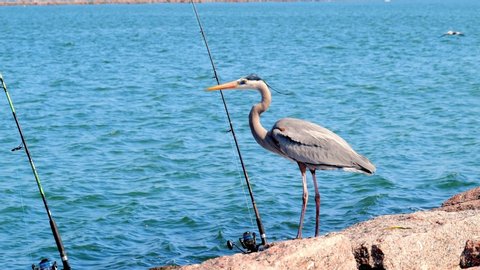 Tricolored Heron, Egretta tricolor, standing near a couple fishing rods on the South Jetty in Port Aransas, Texas.