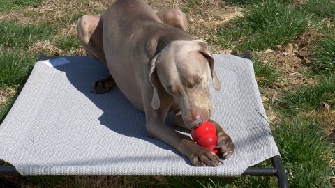 St. Joseph, MO / United States of America - March 24th, 2020 : A Weimaraner plays with a red Kong toy, filled with frozen peanut butter on a raised canvas bed in the grass.  Happy dog in sun in yard.