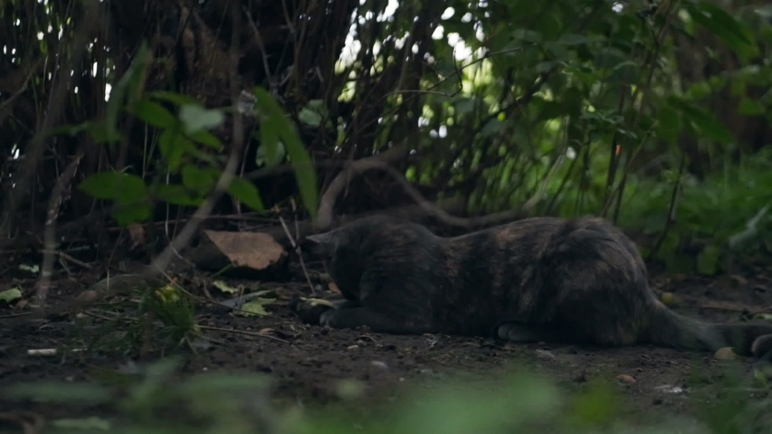 Cat catching and playing with bird, cat eating tit