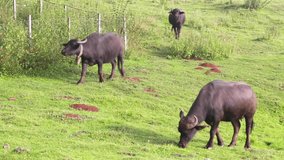Water Buffalo in rural	
animal, animal body part, animal head, animal wildlife