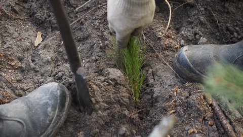 Planting forests manually. Reforestation on the planet. Working process of planting a tree. Planting forests manually. Reforestation on the planet. A forest worker is planting a tree.