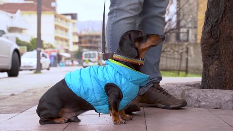 Naughty dachshund dog in blue waistcoat and multicoloured collar sits outside and refuses to go further while walking in the city. Owner pulls stubborn pet leash. Houses, trees and cars in background
