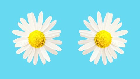 Funny bright colored blue clip with moving and rotating daisy camomile flowers. Light blue background. Copy space.