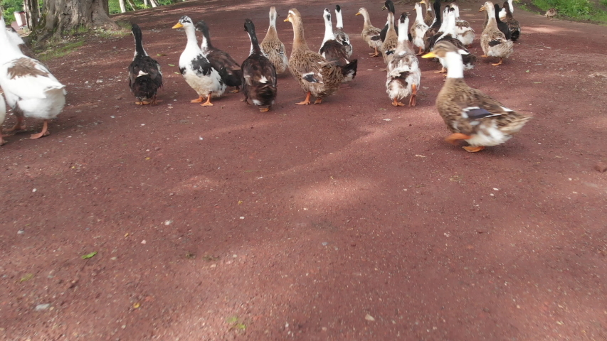 beautiful ducks, near to lake in a forest