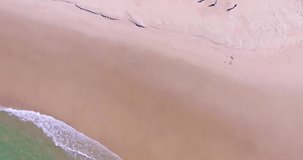 Gang of surfers on the ocean beach, Australia, aerial view. Extreme summer time sport. Summer fun on the ocean beach. Drone video.