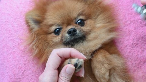 professional groomer cuts nails of adorable Pomeranian spitz dog with scissors on pink towel extreme close view