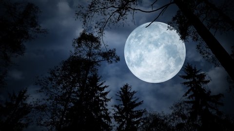 Full moon behind tree branches on a cloudy night sky. Overhead giant moon shining on silhouettes of trees during a walk.