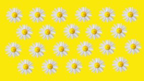 Funny colorful yellow clip with moving and rotating daisy camomile flowers. Bright yellow background. Copy space.