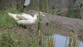 video a duck in a rice field