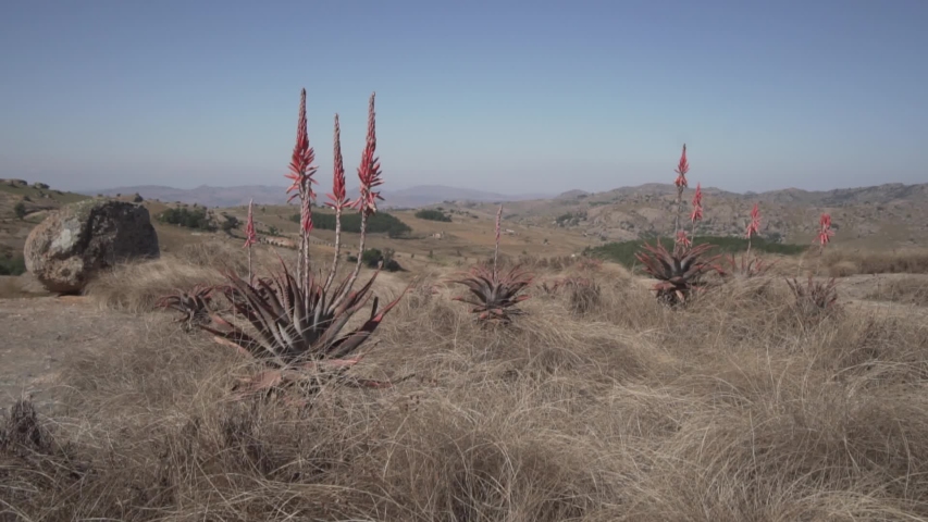 Blooming red aloe vera plants and waving dry grass on the hills of Eswatini, southern Africa