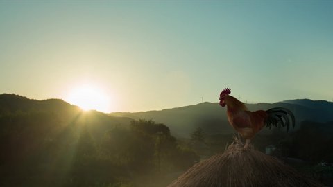 The rooster crowing, the countryside in the mountains illuminated by the rising sun
