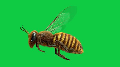 Flying honey bee loop animation green screen, It determinedly flies straight to its target in an endless loop
