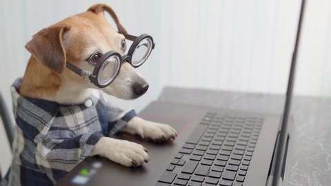 freelancer hungry dog looking to computer  screen and licking. Funny pet in blue shirt and nerd. Video footage. quarantine lifestyle working from home. quarantine Social distancing. 