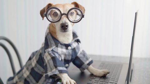 Dogs wearing glasses Stock Video Footage - 4K and HD Video Clips ...