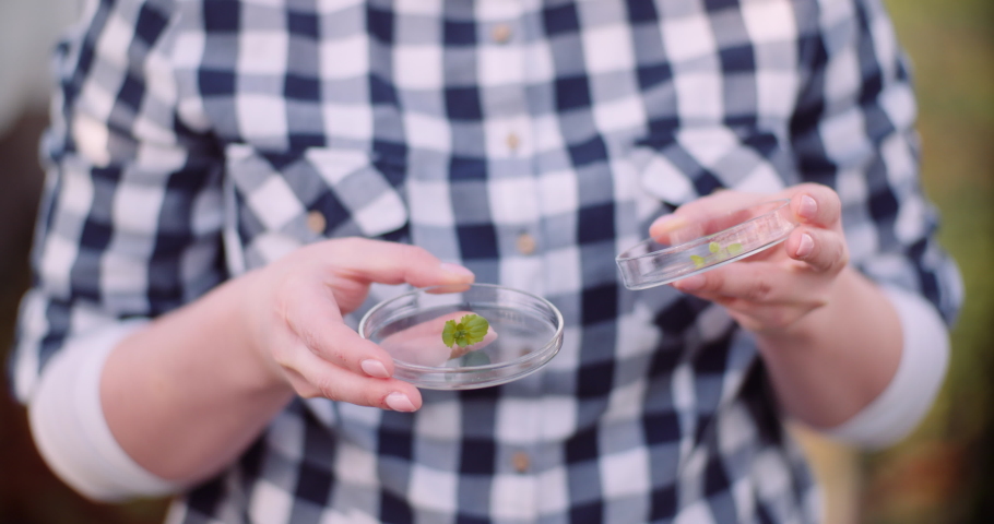 Botanist Holding Plant Samples on Petri Dish.