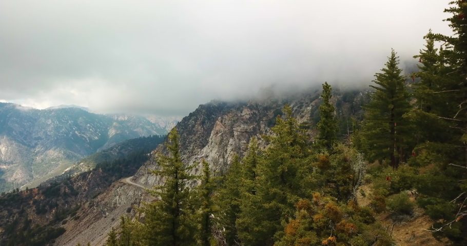 Aerial California National Forest Pine Trees