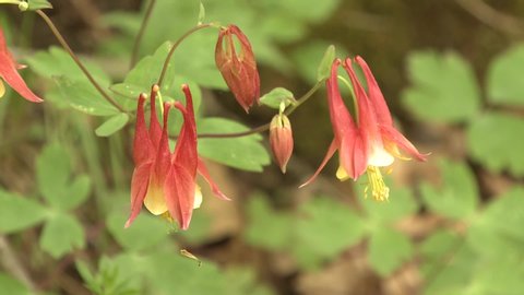 Red Columbine Flower or Wildflower Flowering Plant or Forb in Northern Woodland Forest in Spring