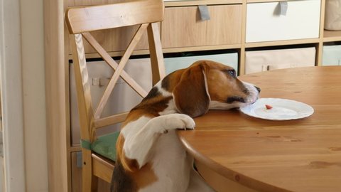 Dog try to eat small piece of food lying on plate at kitchen table, but can not reach it. Funny beagle stand up at bend neck, then go down and look from other side