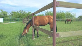 Video tip from behind a wooden aviary. Two horses run to pasture, play together