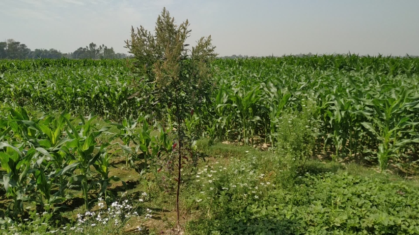 A green tree waving in flower and air in beautiful sight. Background corn white cloud.