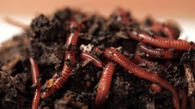 Closeup view 4k video of alive worms in black compost soil ready to use for fishing.