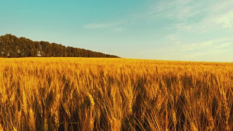 The Wheat Field