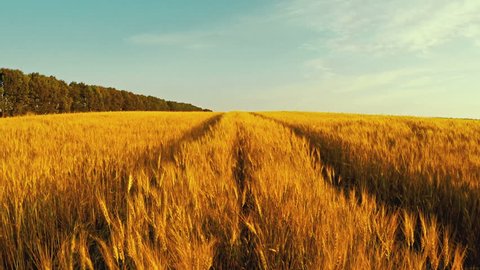 Run Through A Wheat Field 2