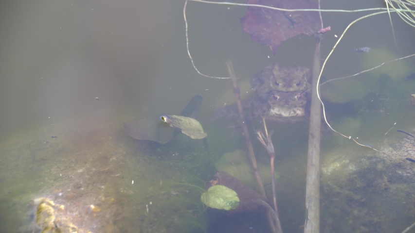 Reproduction Cycle. The brown frogs in the garden pond. Amphibian Migrations In The Federal State Of North Rhine-Westphalia, Germany.
