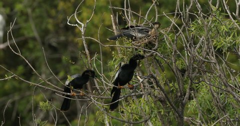 Anhingas nesting at a rookery in central Florida, USA