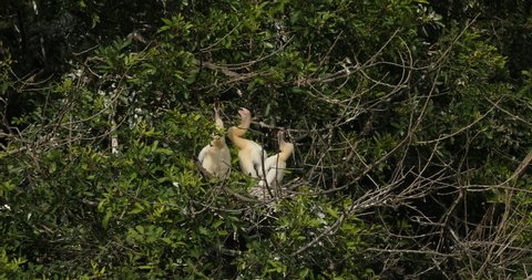 A trio of Anhinga chicks in a nest at a rookery in central Florida, USA.