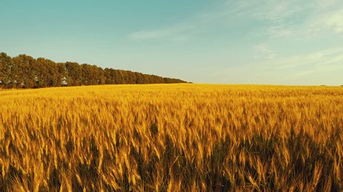 Panorama Of Wheat Field