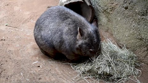 wombat eating some hay in a zoo